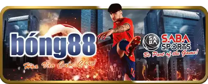 Đá gà Thomo quy mô lớn